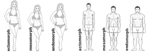 lichaamsbouw